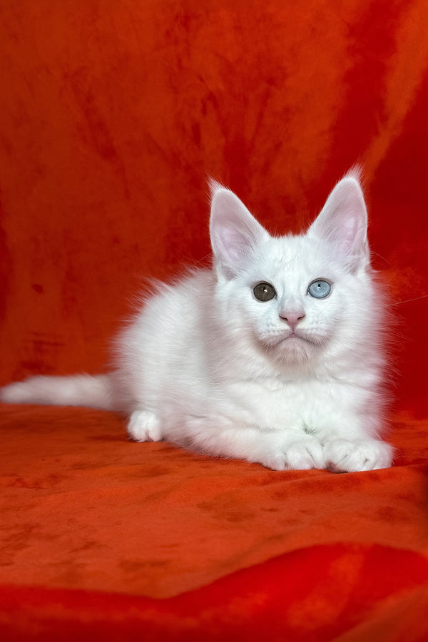 Tagir | Maine Coon Kitten