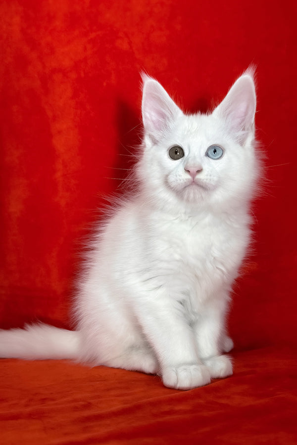 Tagir | Maine Coon Kitten