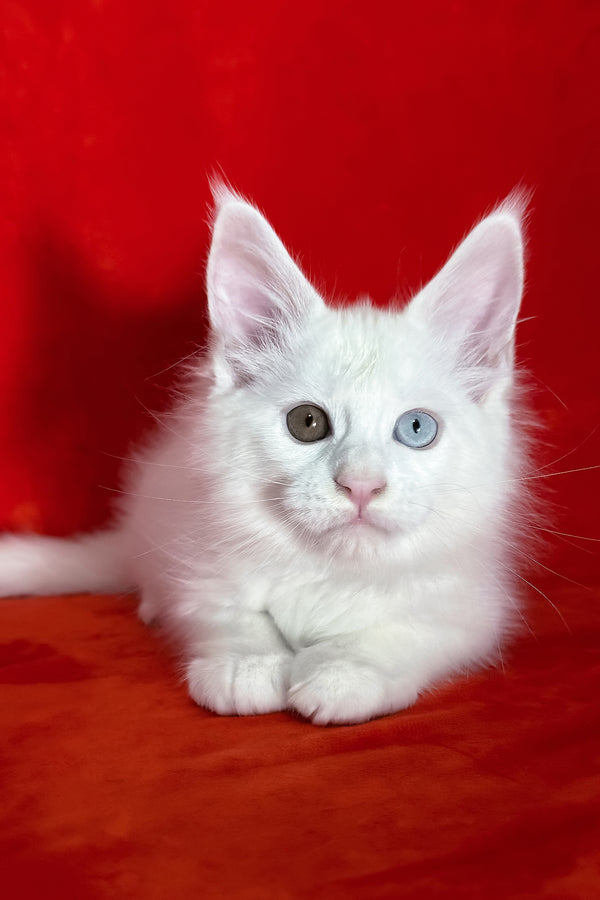 Tagir | Maine Coon Kitten