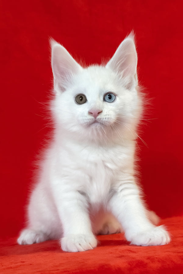 Tagir | Maine Coon Kitten