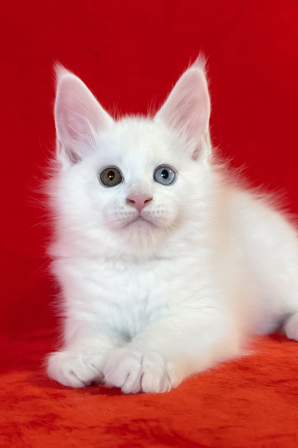 Tagir | Maine Coon Kitten