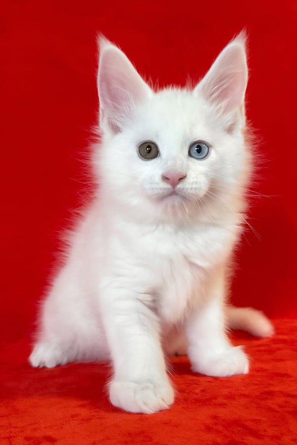 Tagir | Maine Coon Kitten