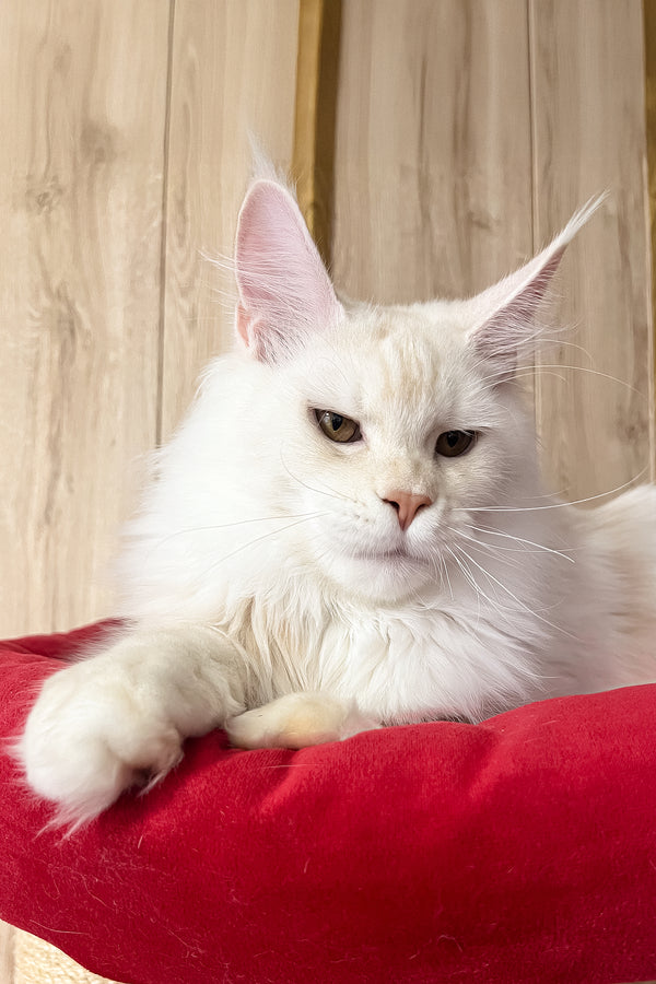 Leva | Maine Coon Kitten