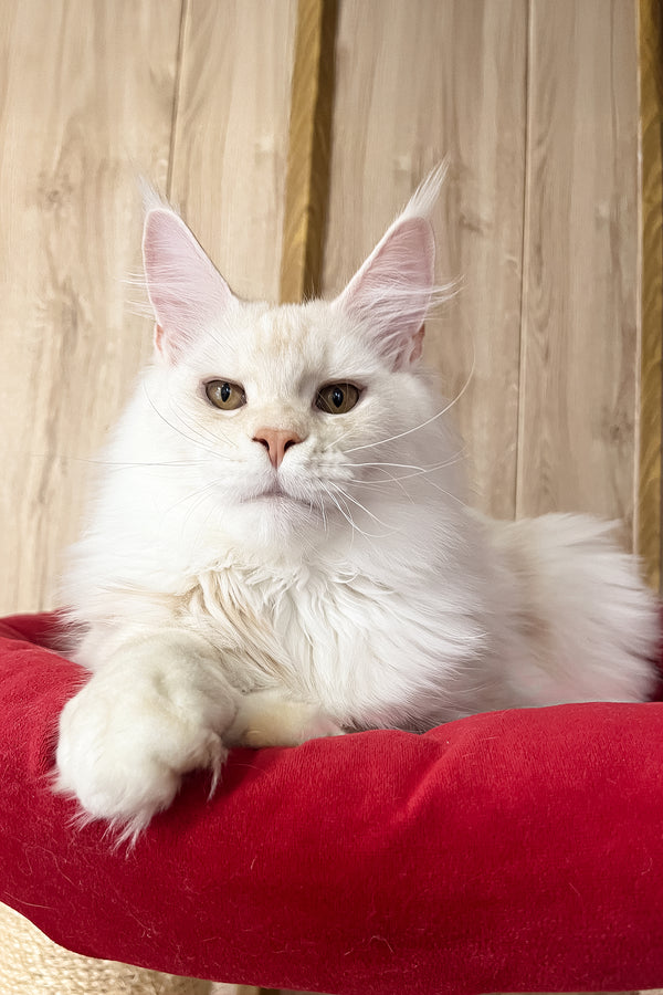 Leva | Maine Coon Kitten