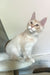 Meil | Maine Coon Kitten