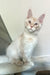 Meil | Maine Coon Kitten