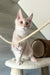 Meil | Maine Coon Kitten