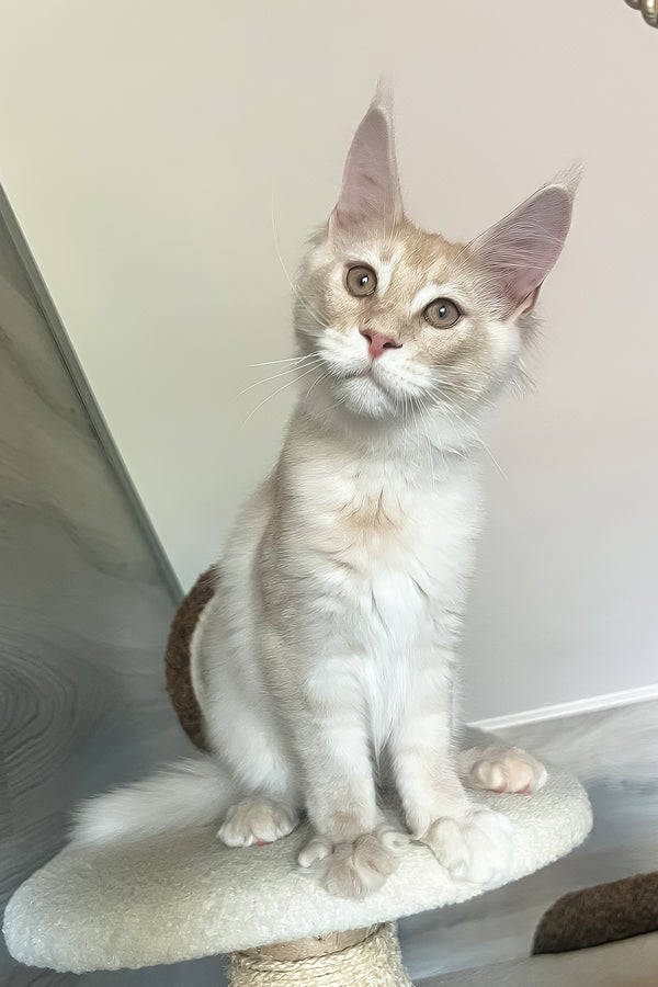 Meil | Maine Coon Kitten