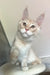 Meil | Maine Coon Kitten