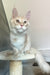 Meil | Maine Coon Kitten