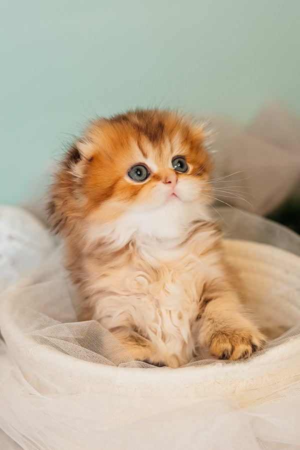 Zarina | Scottish Fold Longhair Kitten