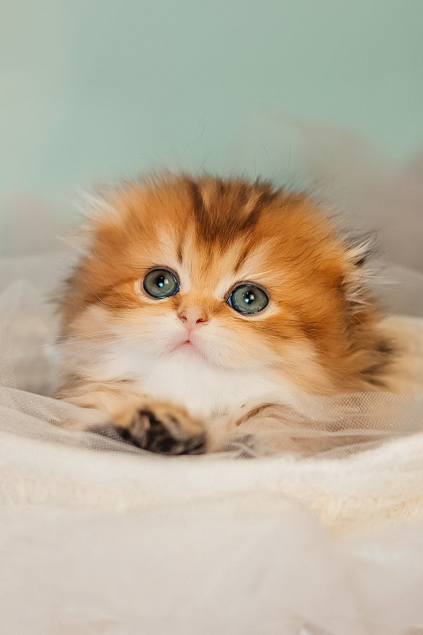 Zarina | Scottish Fold Longhair Kitten