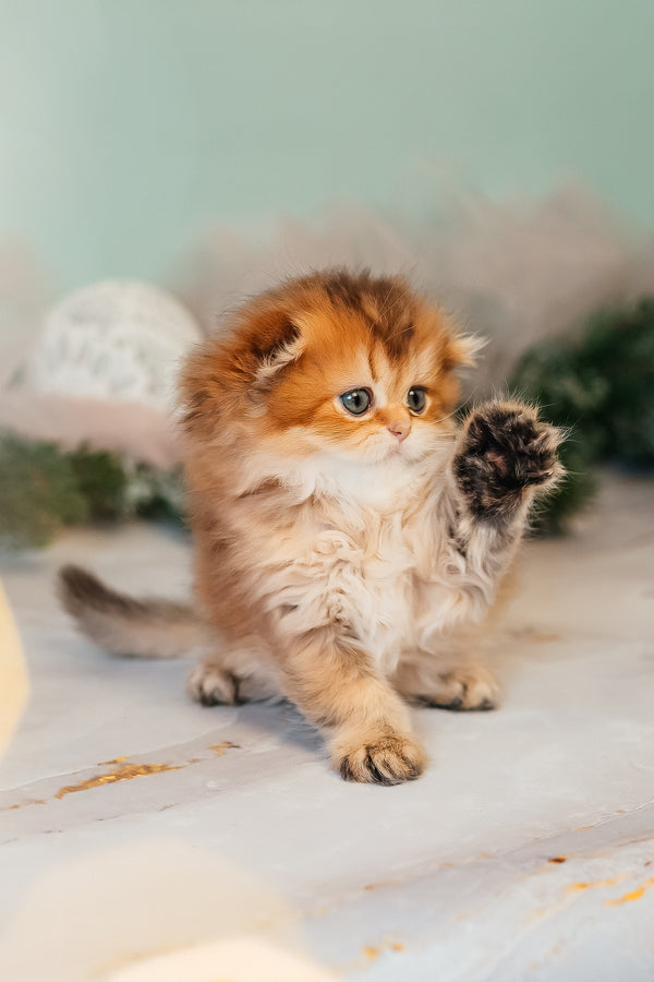 Zarina | Scottish Fold Longhair Kitten