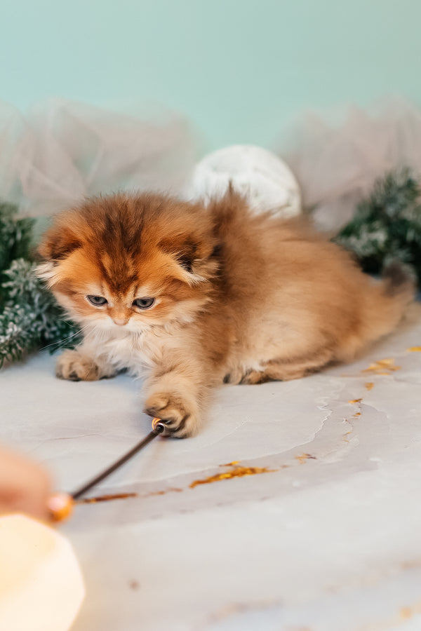 Zarina | Scottish Fold Longhair Kitten