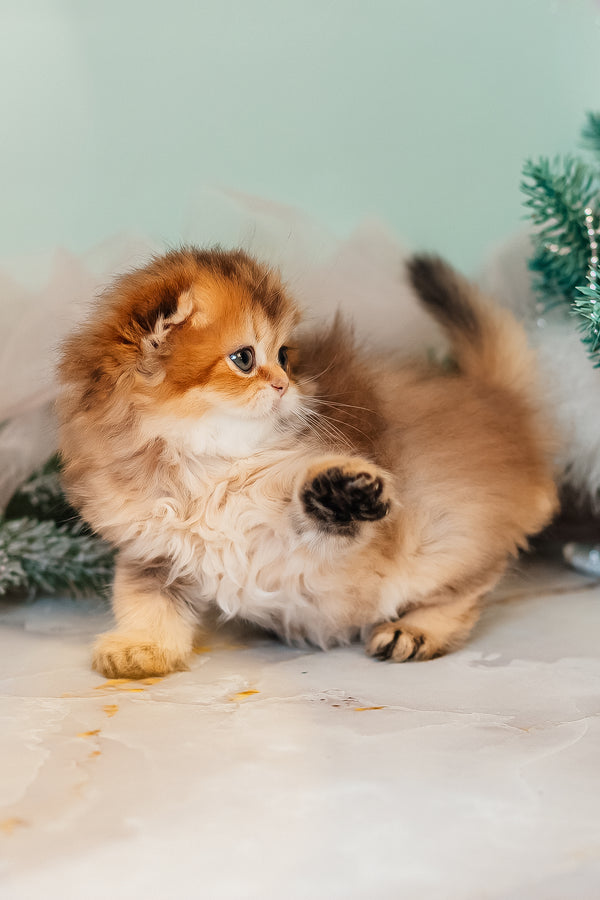 Zarina | Scottish Fold Longhair Kitten