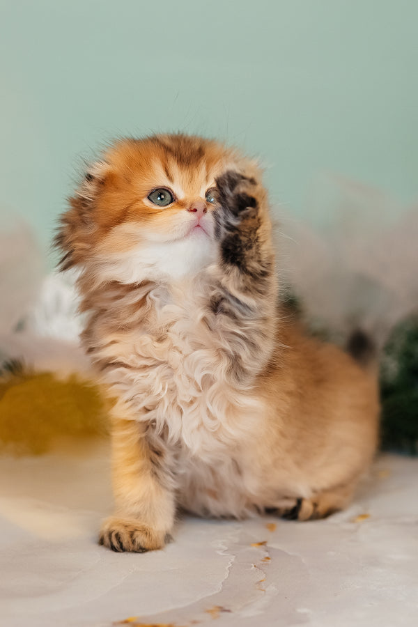 Zarina | Scottish Fold Longhair Kitten