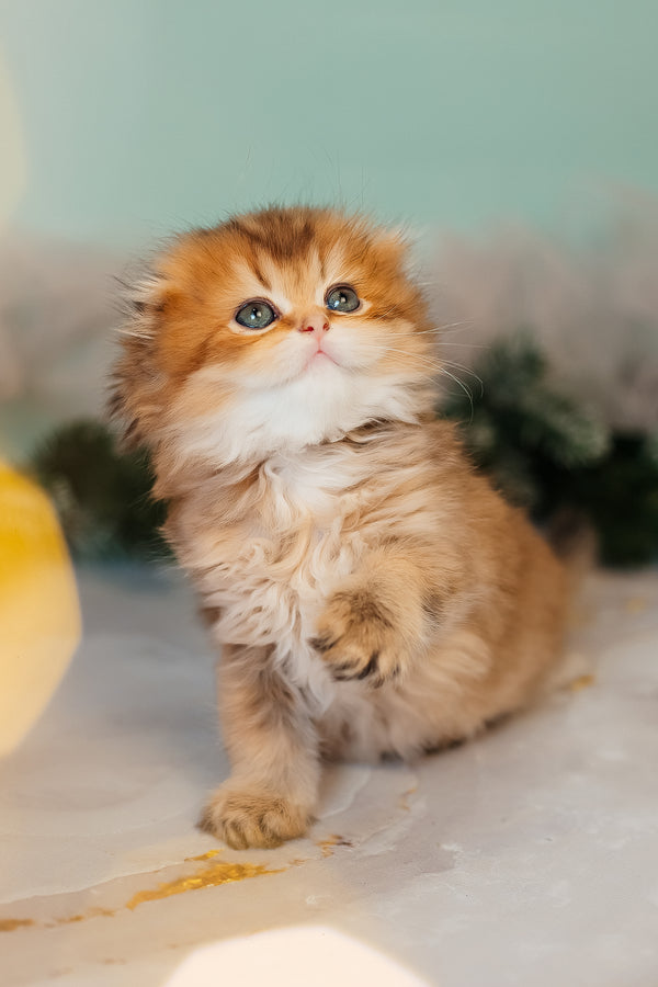 Zarina | Scottish Fold Longhair Kitten