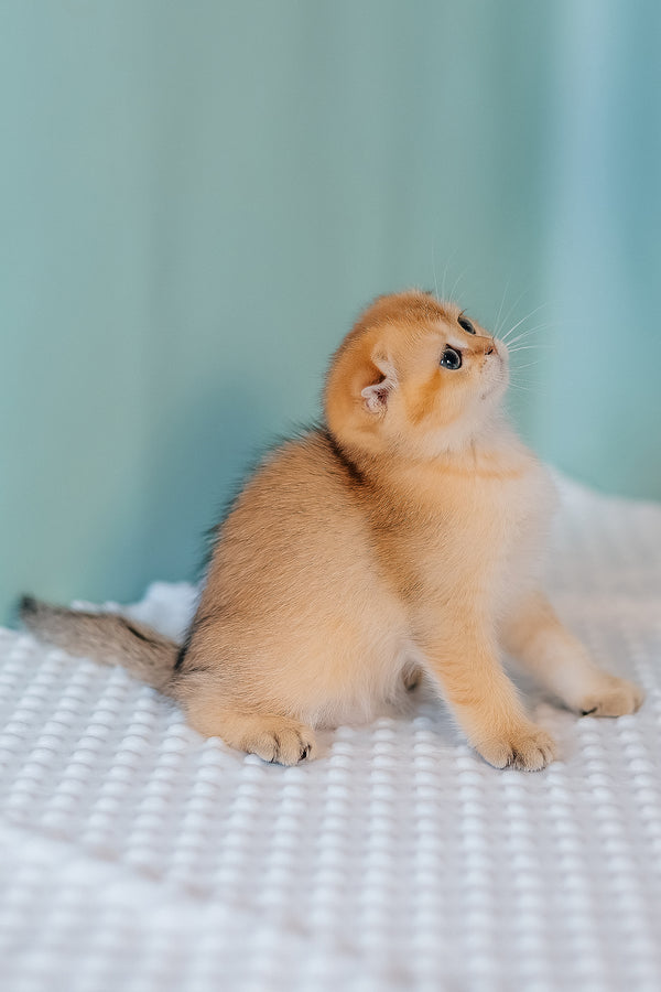 Fritz | Scottish Fold Kitten