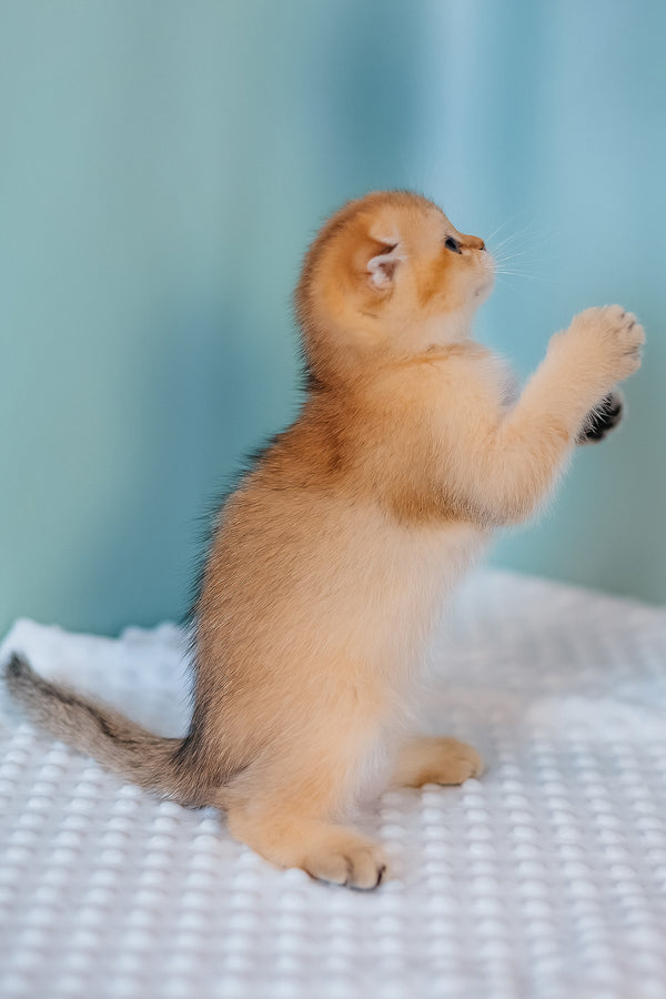 Fritz | Scottish Fold Kitten