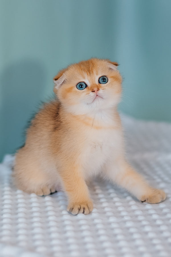 Fritz | Scottish Fold Kitten