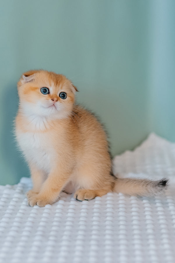 Fritz | Scottish Fold Kitten