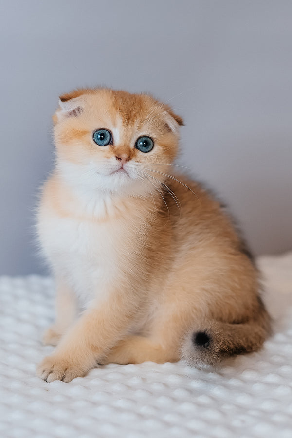 Fritz | Scottish Fold Kitten