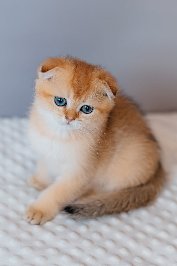 Fritz | Scottish Fold Kitten