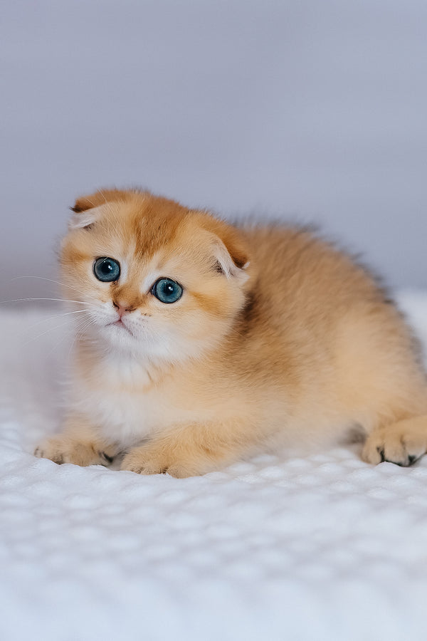 Fritz | Scottish Fold Kitten