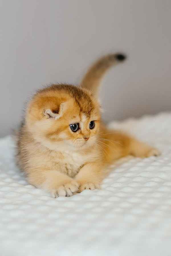 Eva | Scottish Fold Kitten