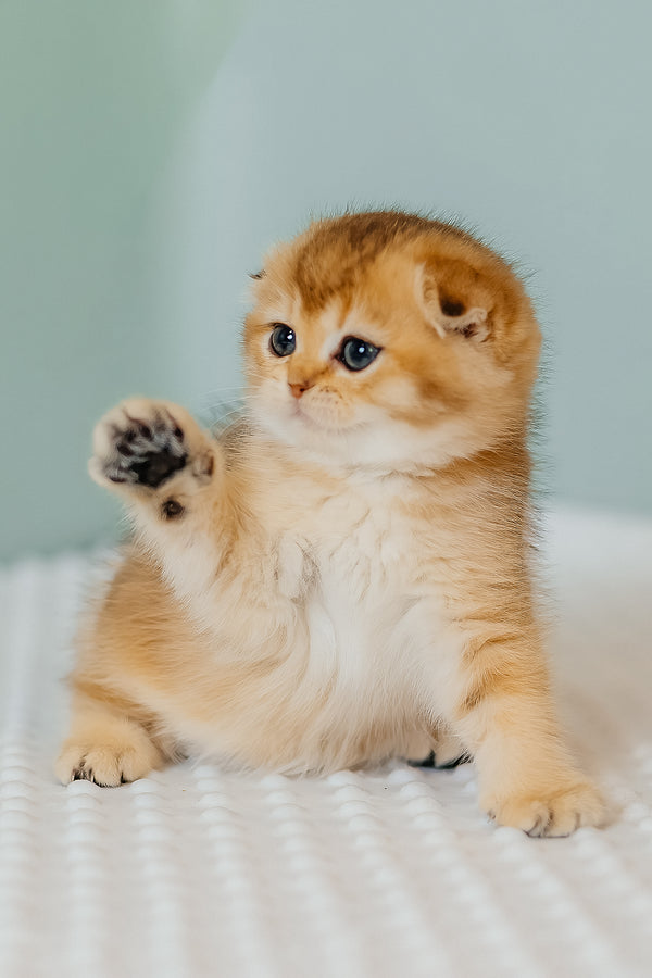 Eva | Scottish Fold Kitten