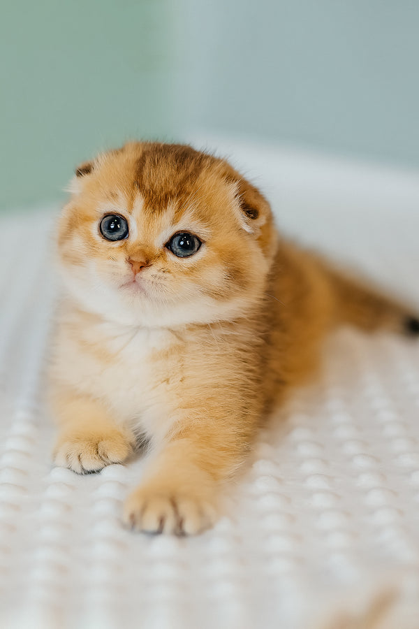 Eva | Scottish Fold Kitten