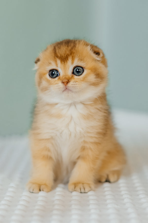 Eva | Scottish Fold Kitten