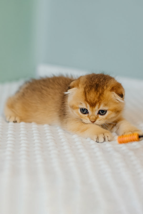 Eva | Scottish Fold Kitten