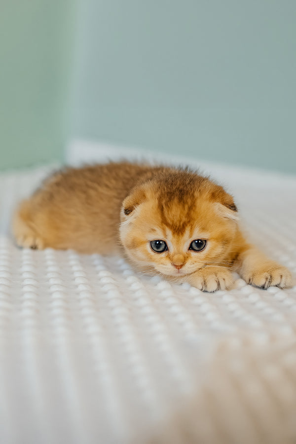 Eva | Scottish Fold Kitten