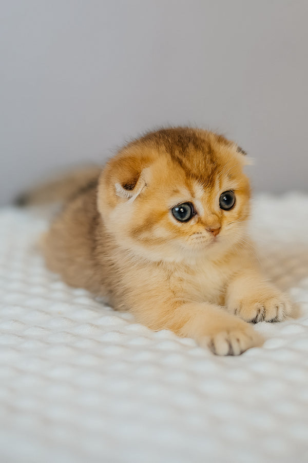 Eva | Scottish Fold Kitten