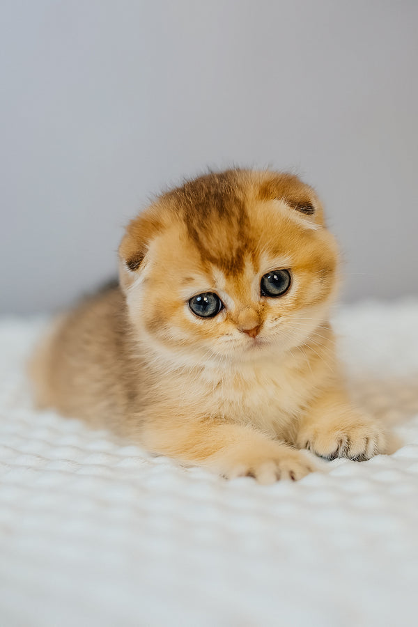 Eva | Scottish Fold Kitten