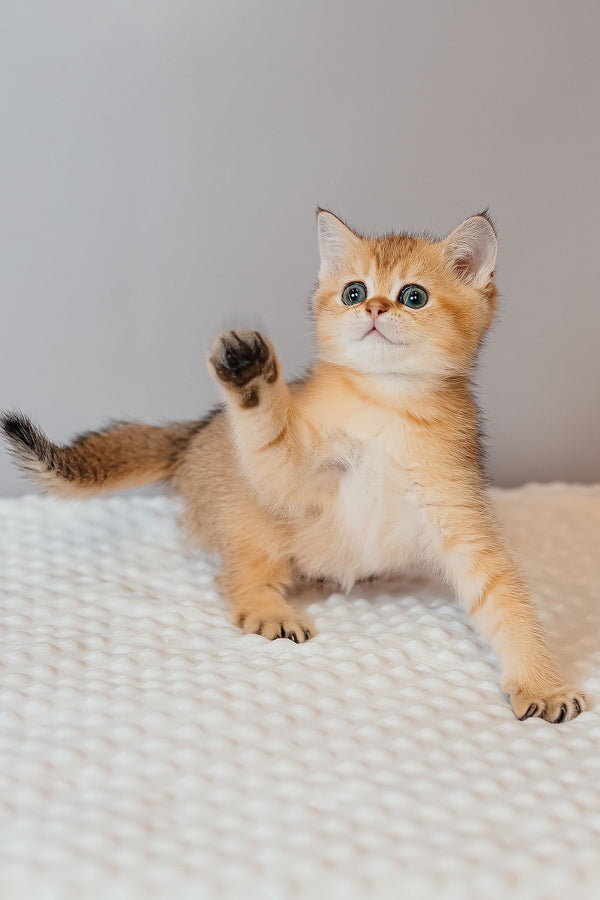 Xanthi | Scottish Straight Kitten