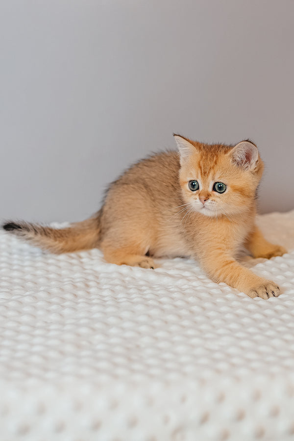 Xanthi | Scottish Straight Kitten