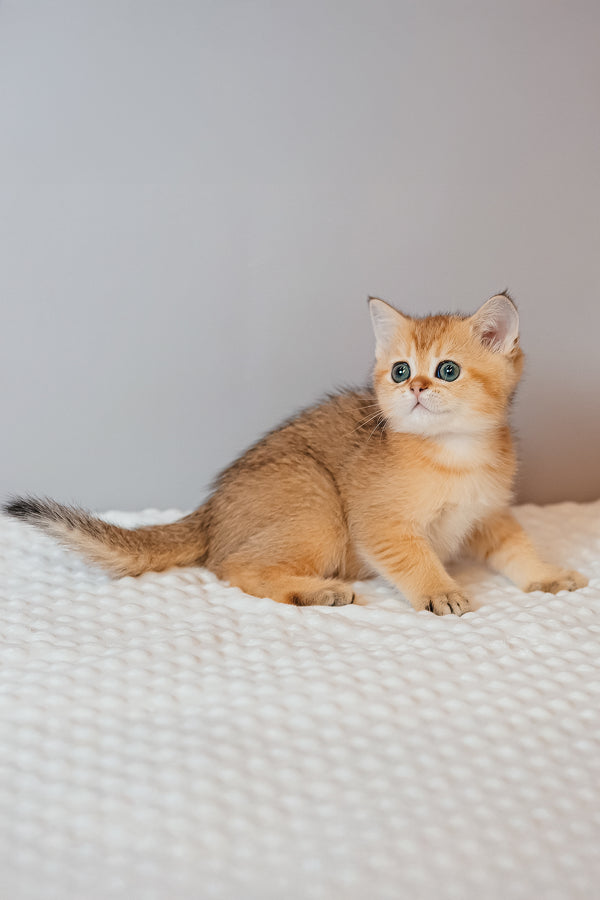 Xanthi | Scottish Straight Kitten