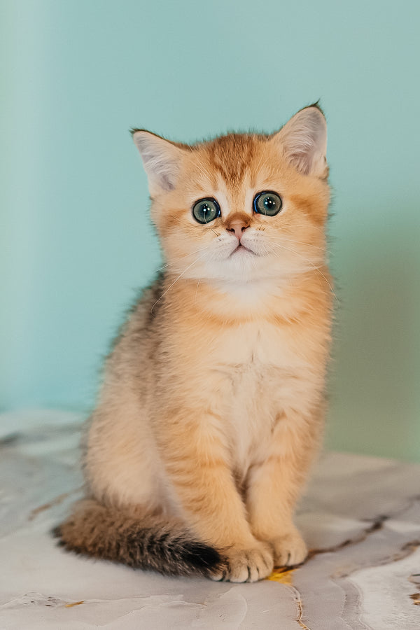 Xanthi | Scottish Straight Kitten