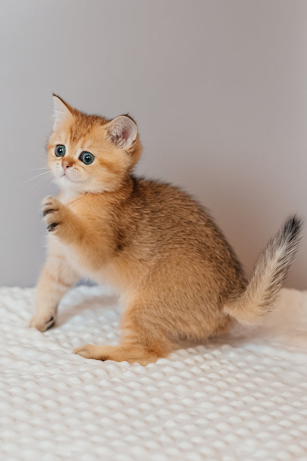 Xanthi | Scottish Straight Kitten
