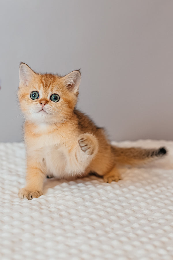 Xanthi | Scottish Straight Kitten