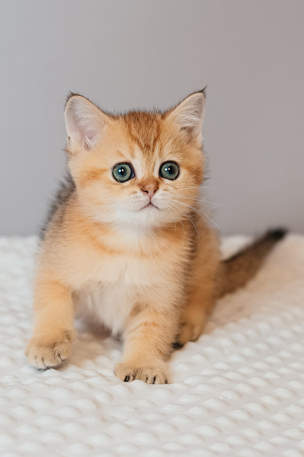 Xanthi | Scottish Straight Kitten