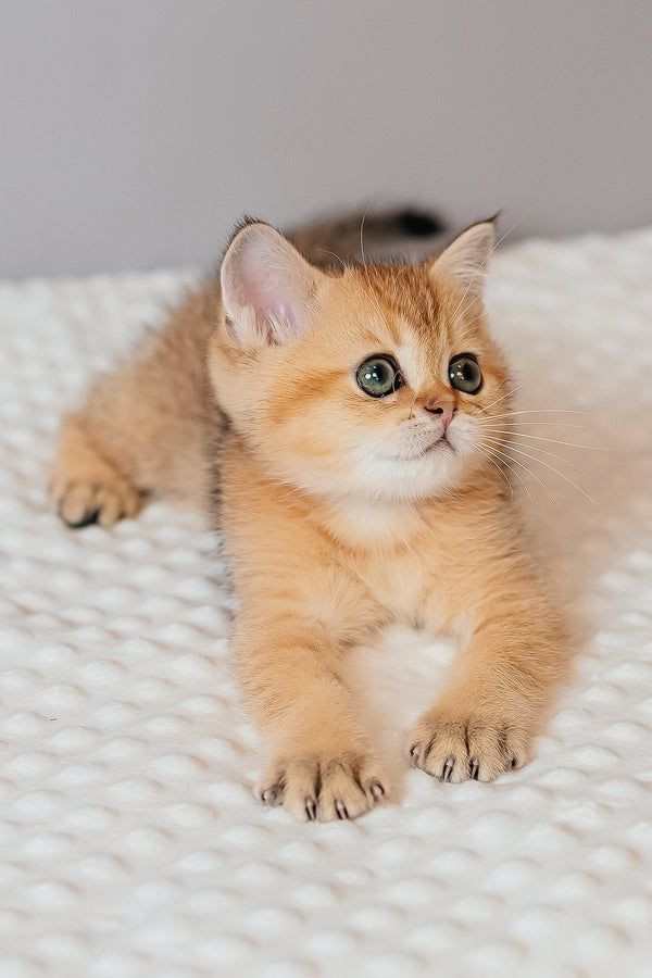 Xanthi | Scottish Straight Kitten