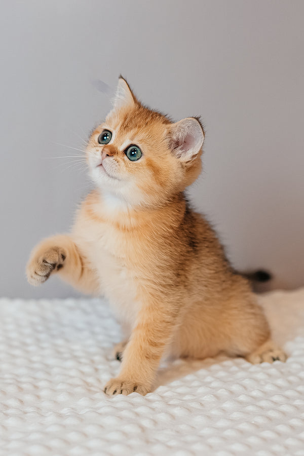 Xanthi | Scottish Straight Kitten