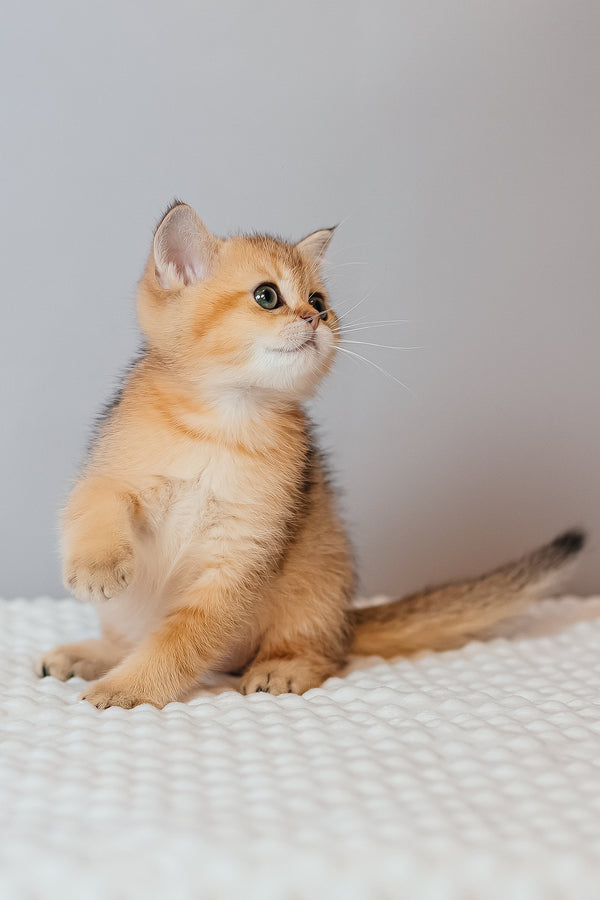 Xanthi | Scottish Straight Kitten