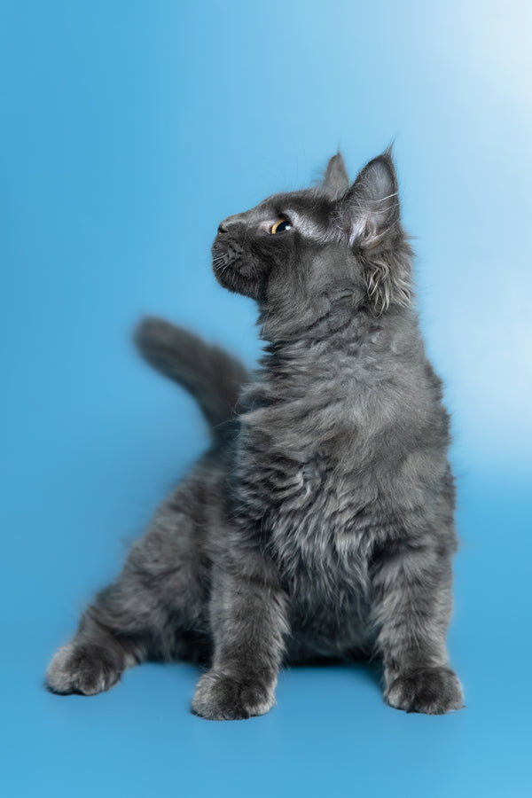 Marshal | Maine Coon Kitten