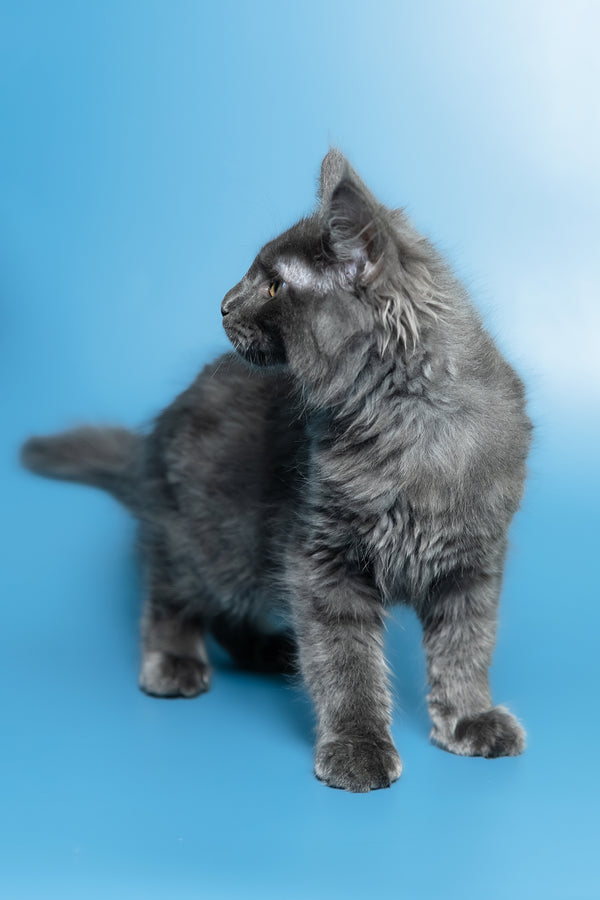 Marshal | Maine Coon Kitten