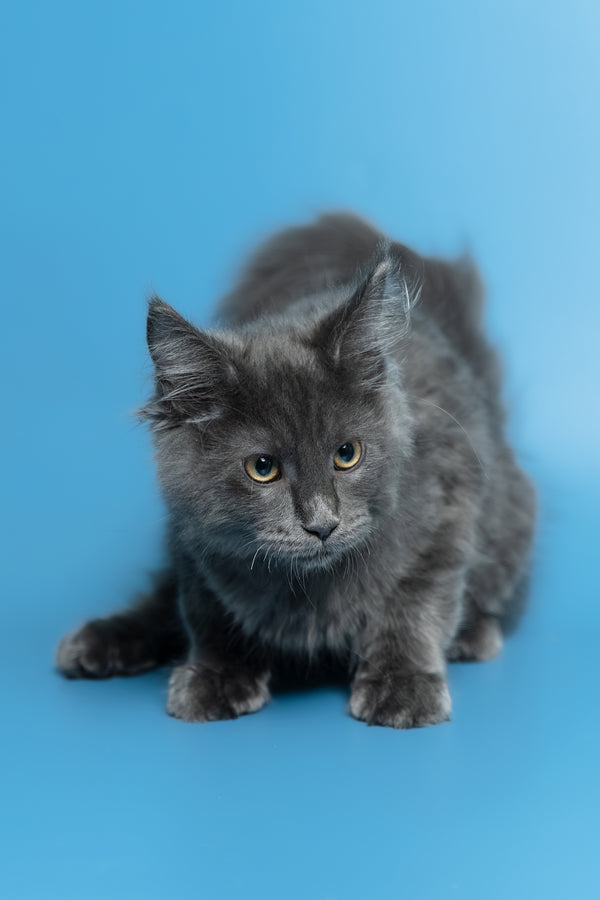 Marshal | Maine Coon Kitten