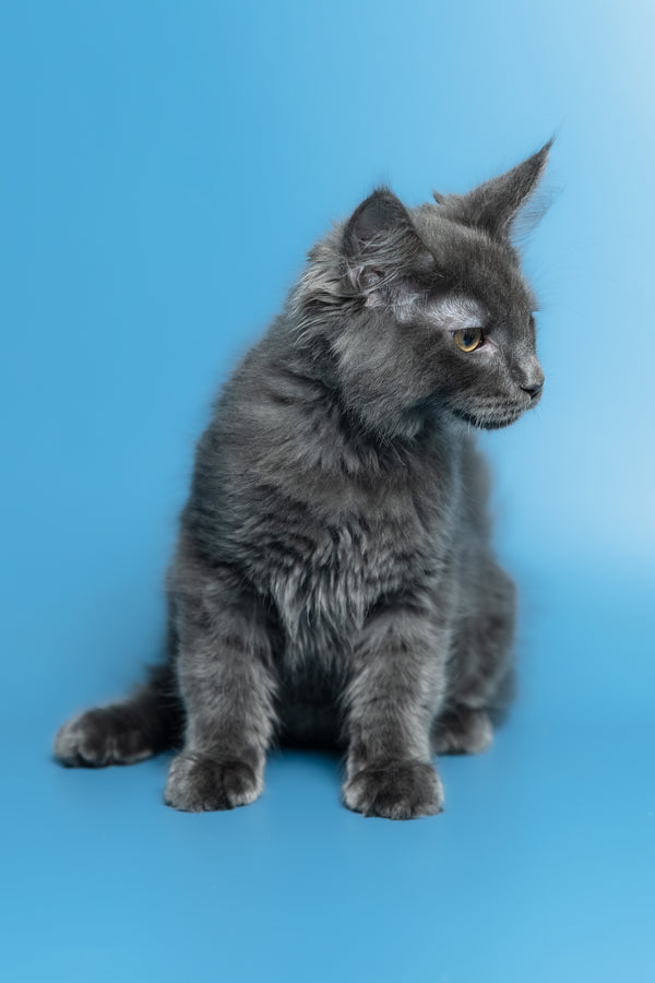 Marshal | Maine Coon Kitten